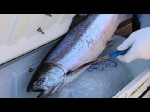 Video: Cara Menyimpan Ikan Trout