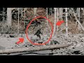 Top 15 Most Convincing Bigfoot Or Sasquatch Sightings Caught on Tape Ever