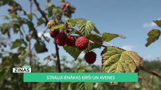 ReTV: Strauji ienākas ķirši un avenes