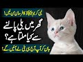 According to Islam, How Is A Cat Reared In A Home Urdu Hindi II Ghar Mein Billi Palna Kaisa Hai