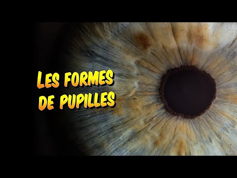 Vidéo: Quels animaux ont des pupilles rondes ?