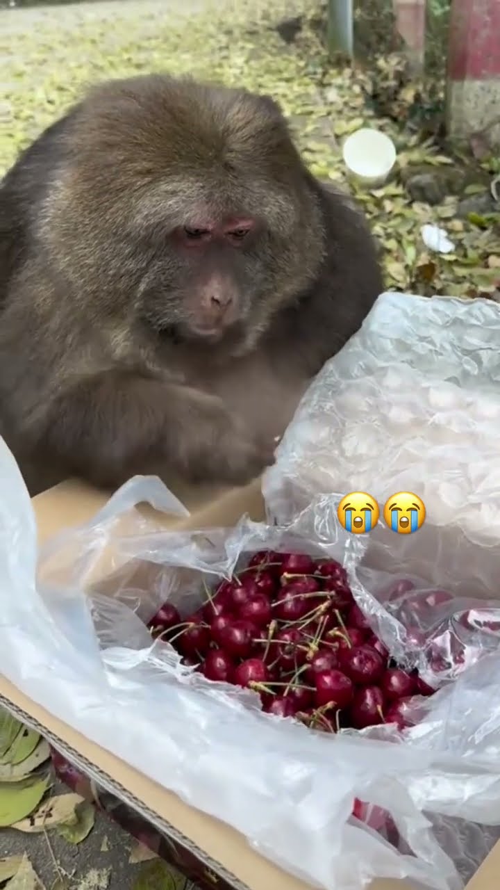 Monkey like well if you insist I will twin