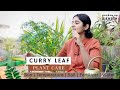 Growing curry leaf in apartments  all you need to know  ep7 garden up basics