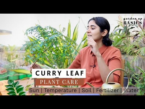 Video: Kweken van kerriebladeren - zorg voor kerriebladplanten