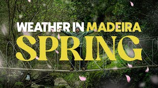 How's the WEATHER in MADEIRA during SPRING!? (2023 Edition)