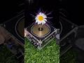 Lightning flower 🌼 #experiment #teslacoil #plant #power