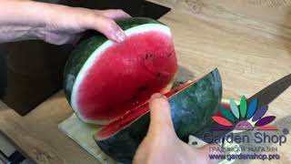 Как Изглежда Диня Пата Негра - Pata Negra F1 В Домашна Градина С Мулч Фолио