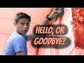 GOODBYE OR HELLO