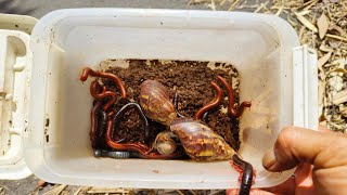 Berpetualang mencari millipede kaki seribu, keong bekicot, siput gepeng dan cacing