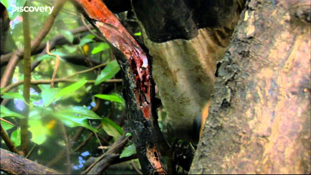 shocking definition Born Survivor: Eating A Mangrove Worm