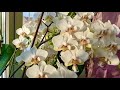 Парад орхидей от чата Орхидеи Омска.  Стюартиана, Зорро, Фантом, Бабочки, пелорики ...