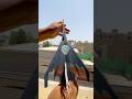Pacific Fighter Paper Airplane Longest World Record Fly