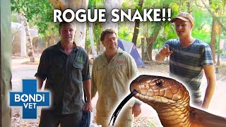 Rogue Reptile Holds a Household Hostage!!  | Full Episode | The Wild Life of Tim Faulkner