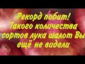 Рекорд побит! Такого количества сортов лука шалот Вы ещё не видели. Продажа весной.