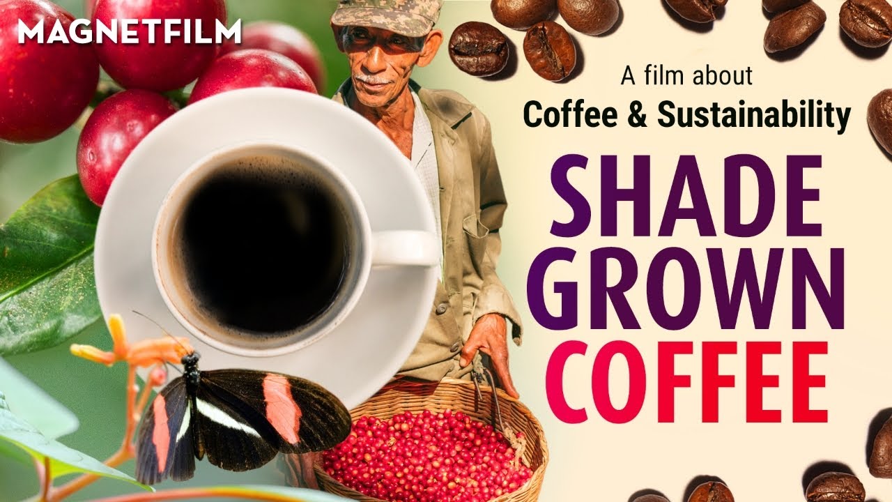 Coffee is grown. Organic Coffee Certificate. Niles Philips – Shade grown Beans.