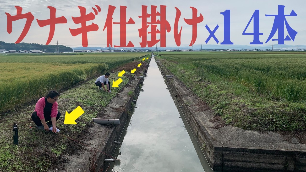 Only 15cm deep! A massive eel outbreak in a waterway nobody uses