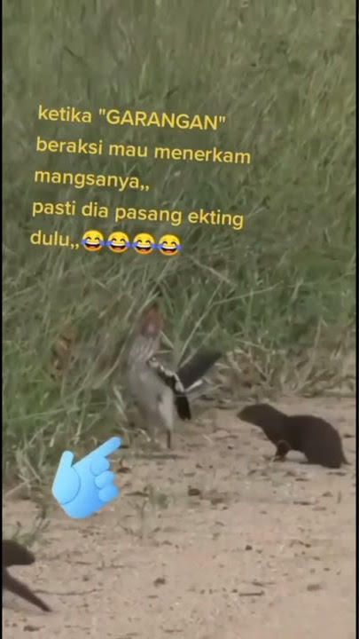 garangan beraksi ll story WA lucu