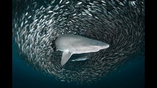 Wreck Denizens of North Carolina - The Documentary