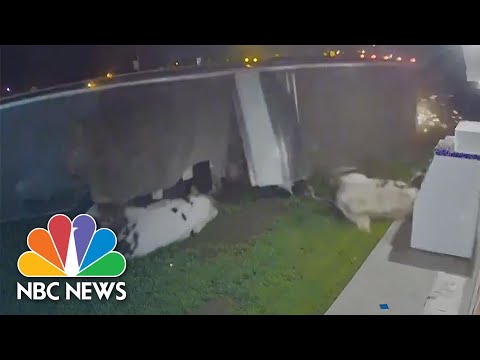 Video Shows Cows Spilling From Semi-Truck After It Tips Over | NBC News NOW