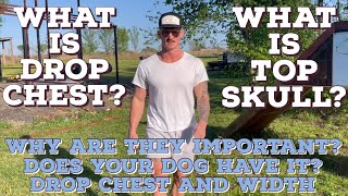 What is drop chest? What is top skull? American Bully Standard￼