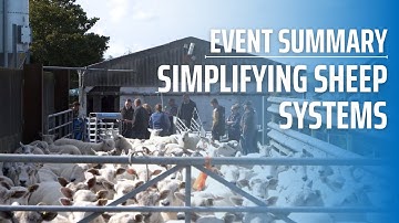 Event Summary: Simplifying Sheep Systems