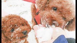 강아지들 펑펑 눈내리는날 한바탕 놀았어요