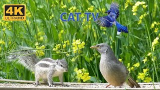 No Ads 4K TV for Cats  Uninterrupted Cat TV birds and Squirrels  Backyard Squirrels & birds