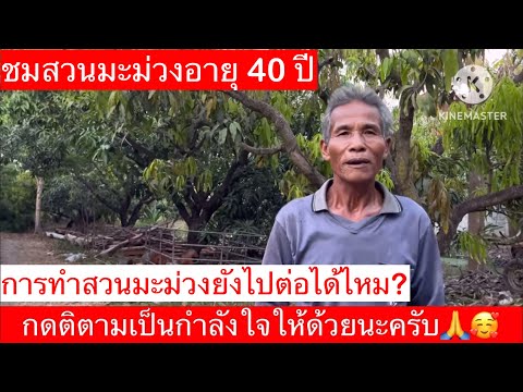 #แชร์ประสบการณ์ทำสวนมะม่วง40ปี#การทำสวนมะม่วงยังไปต่อได้ไหม#ปัญหาโรคแมลงศัตรูมะม่วง#วิธีป้องกันกำจัด