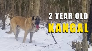 2 Year Old Male Kangal | Turkish Kangal Development and Changes | Ash The Kangal by Ash The Kangal 3,138 views 3 months ago 20 minutes