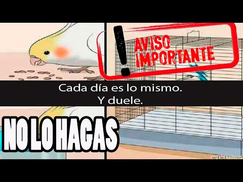 Video: ¿Cuándo debes sujetar un pájaro?