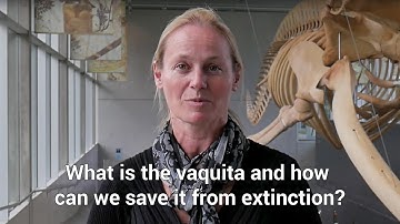 Save The Vaquita Porpoise - What is the vaquita, and how can we save it?