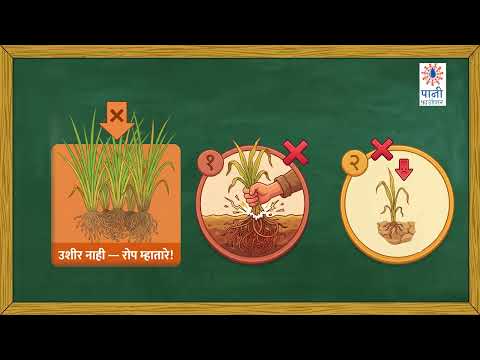 ⏰ भात पुनर्लागवड: योग्य वेळ साधा, उत्पादन वाढवा! | Rice Transplanting | Paddy Farming