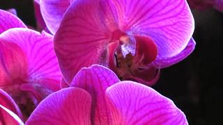 Classical Indian Music - Sitar, Santoor, Veena, Violin and Flute - HD