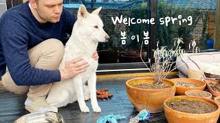 Gardening with our Jindo dog