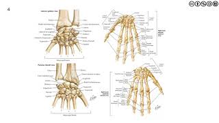 Wrist and Hand | Overview of Anatomy, Kinesiology and Biomechanics