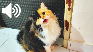 1 HOUR FEMALE CAT IN HEAT MEOWING MATE CALLING  PRANK YOUR PETS