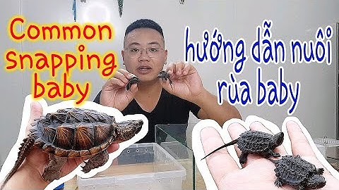 Hướng dẫn nuôi rùa baby | Common snapping baby | House Animal TV