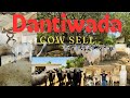 Kankrej cow sell on dantiwada gujarat