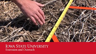 Assessing Emergence Uniformity