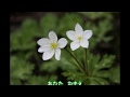 二輪草(川中美幸)~ZENZI