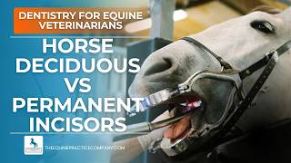 Horse Deciduous vs Permanent Incisors: Key Signs in a 2.5-Year-Old