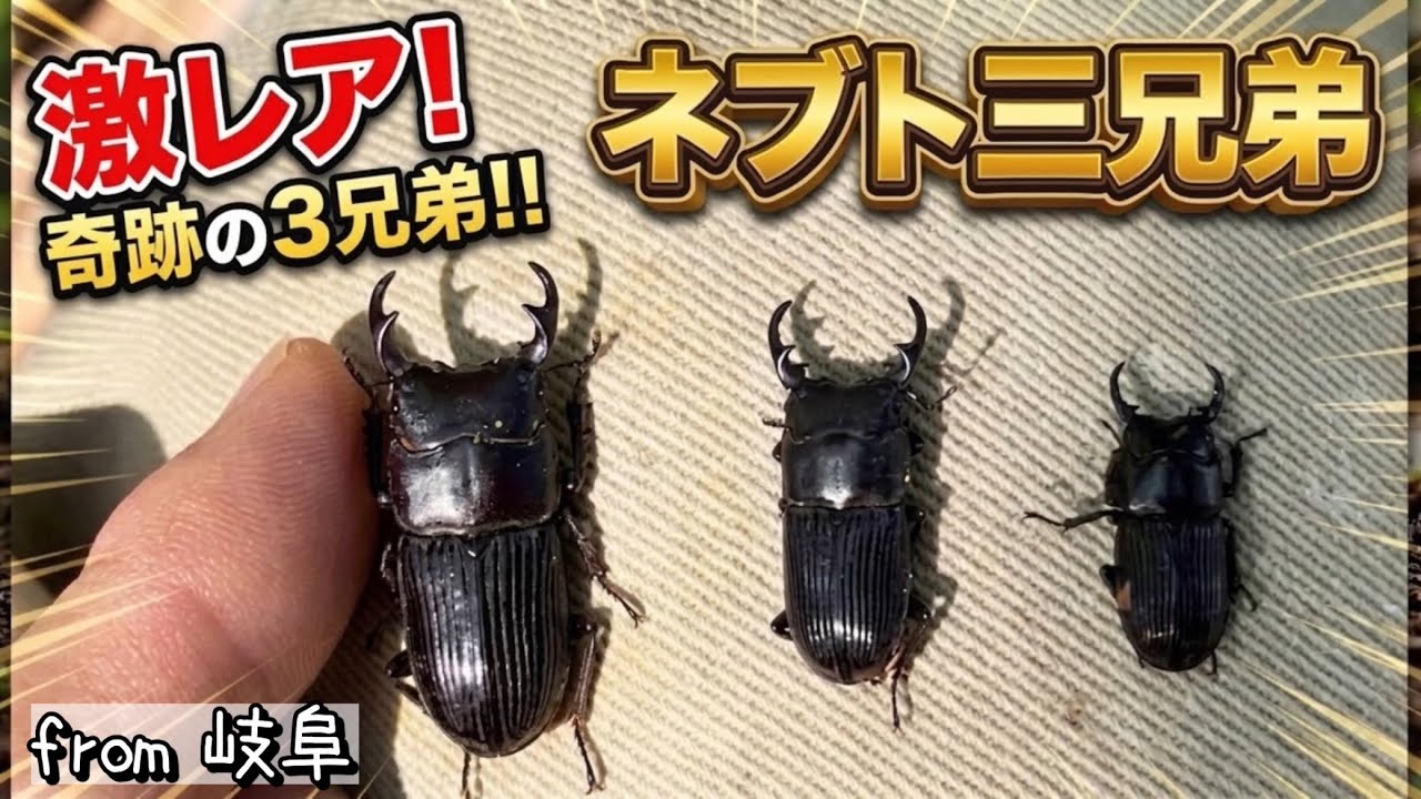 クワガタ採集2026 岐阜】#6 久々のクワガタ調査！大型ネブト登場