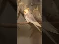 Cocktail parrots 🦜 #asmr #birds #parrot