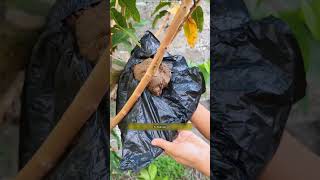 Chinas Secret Trick To Grow Guava Plants Fast