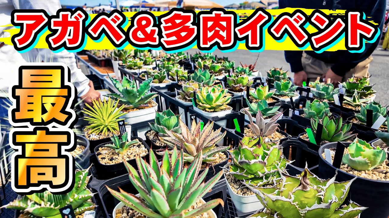 Top【選抜株】多肉植物　26327アリジェ　10個　鉢無し/脱土 Top【選抜株】多肉植物 26327アリジェ 10個 鉢無し/脱土 2号｜豊明卸