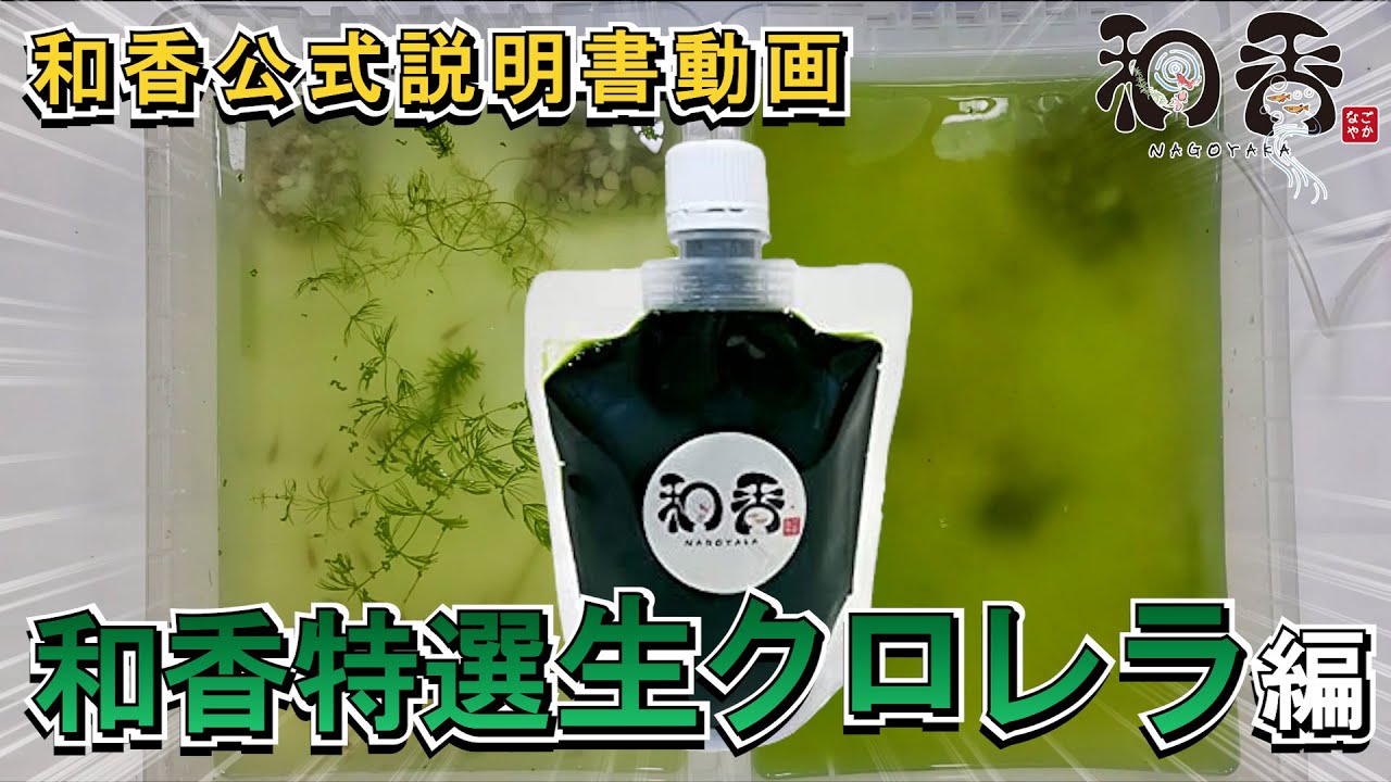 品切れ 和香特選生クロレラ原液50ml 関連:めだか金魚稚魚ミジンコPSBW