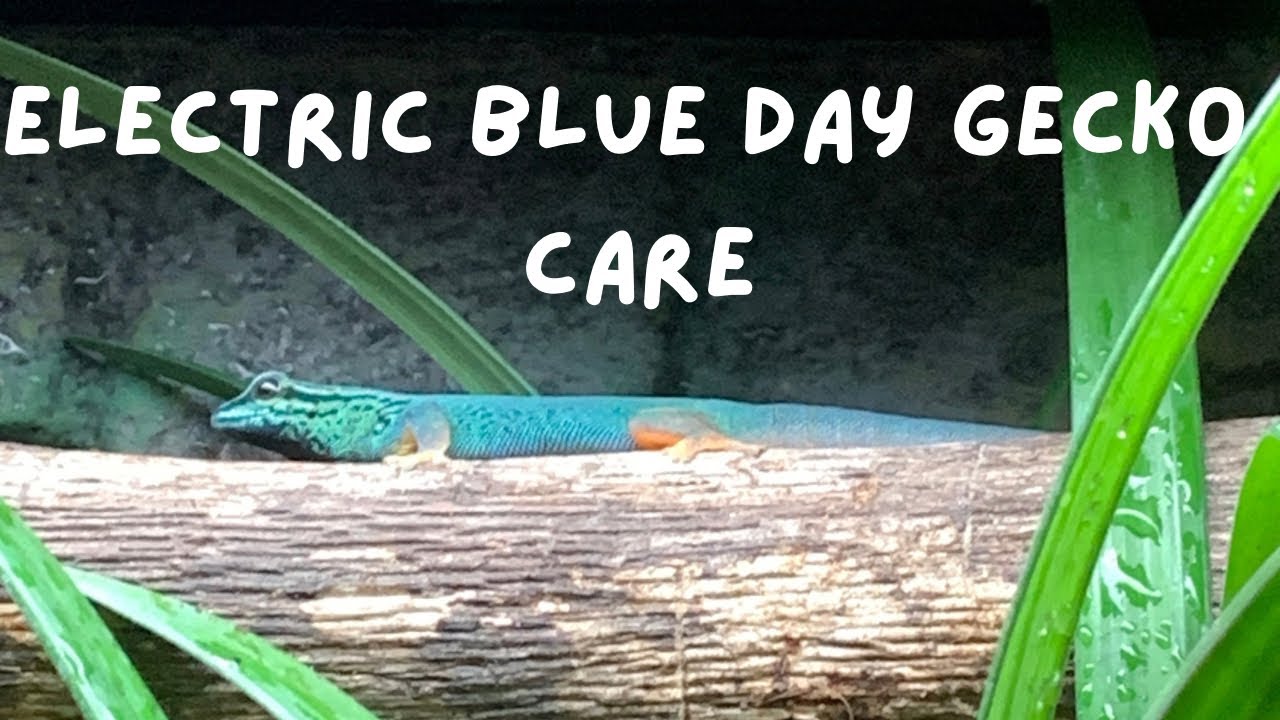 Electric Blue Day Gecko Care | Lygodactylus williamsi