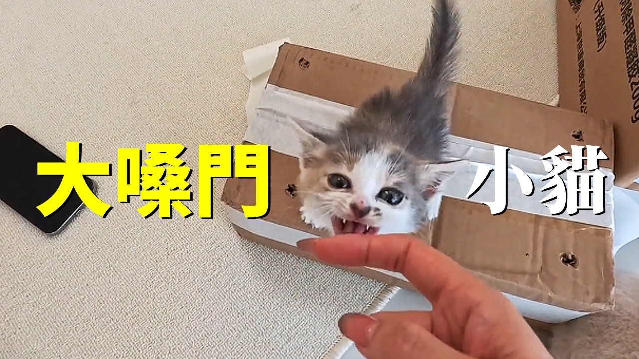 小流浪貓爬到了老公身上，不得不把她帶回家！