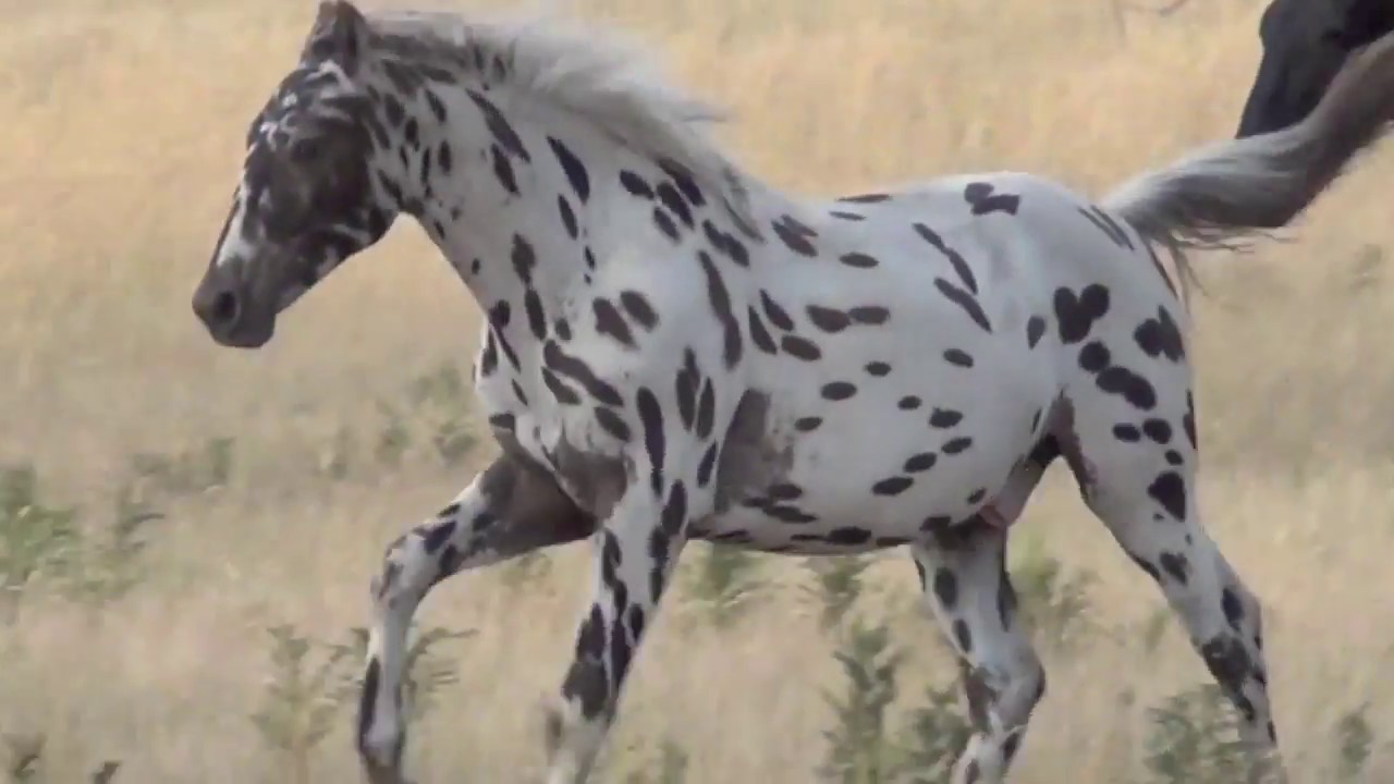 KNABSTRUPPER : Smokey black Leopard Knabstrupper Colt