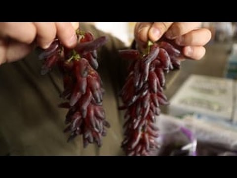 Video: Ce sunt strugurii Witch Finger - Informații despre cultivarea strugurilor Witch Finger